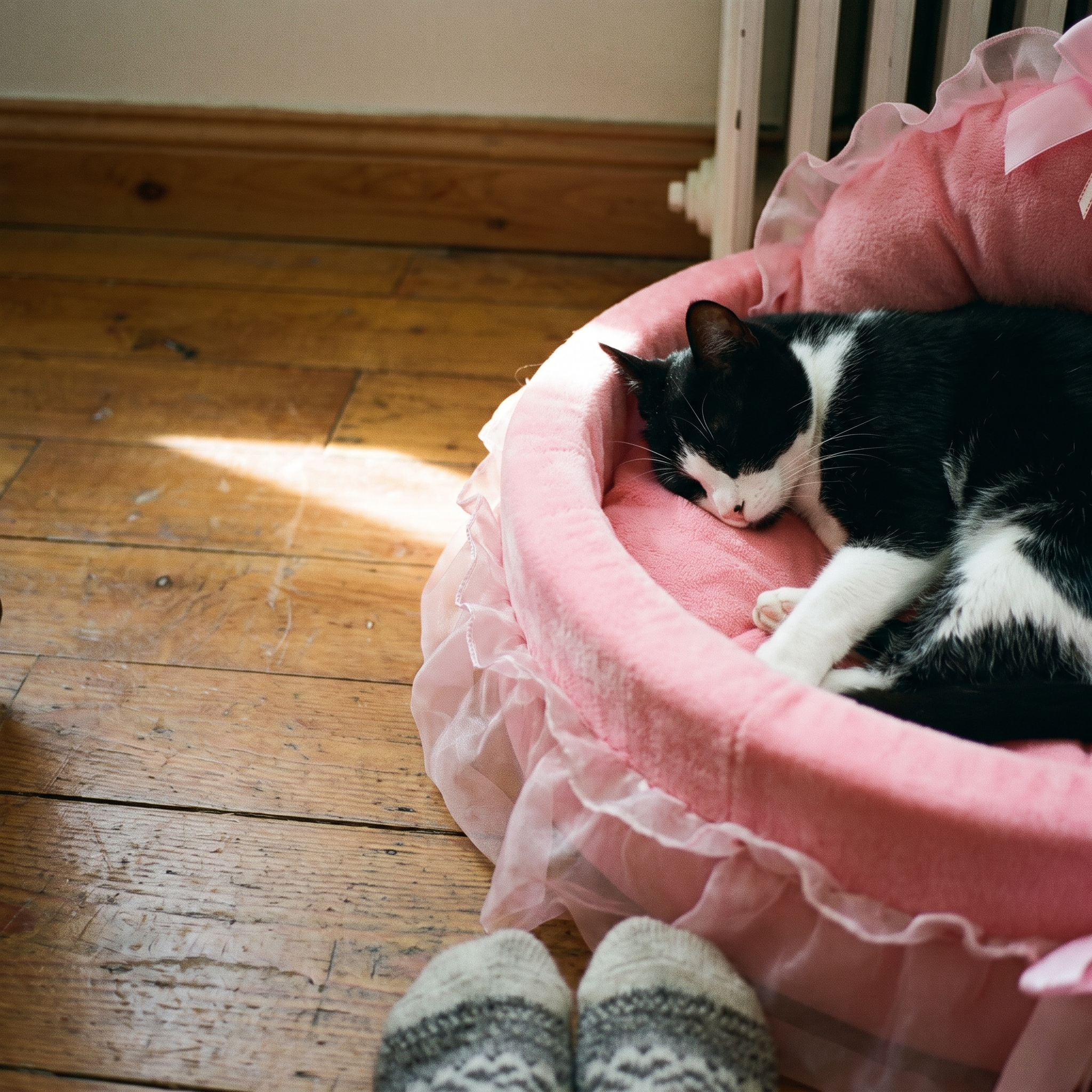 Tuxedo cat curled inside the pink frilled round pet bed on a sunlit hardwood floor.