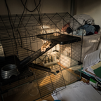 Dwarf hamster climbing the ramp in the wire cage in a home office corner - lifestyle v2
