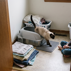 Siamese cat steps out of the stainless steel litter box in a laundry corner.