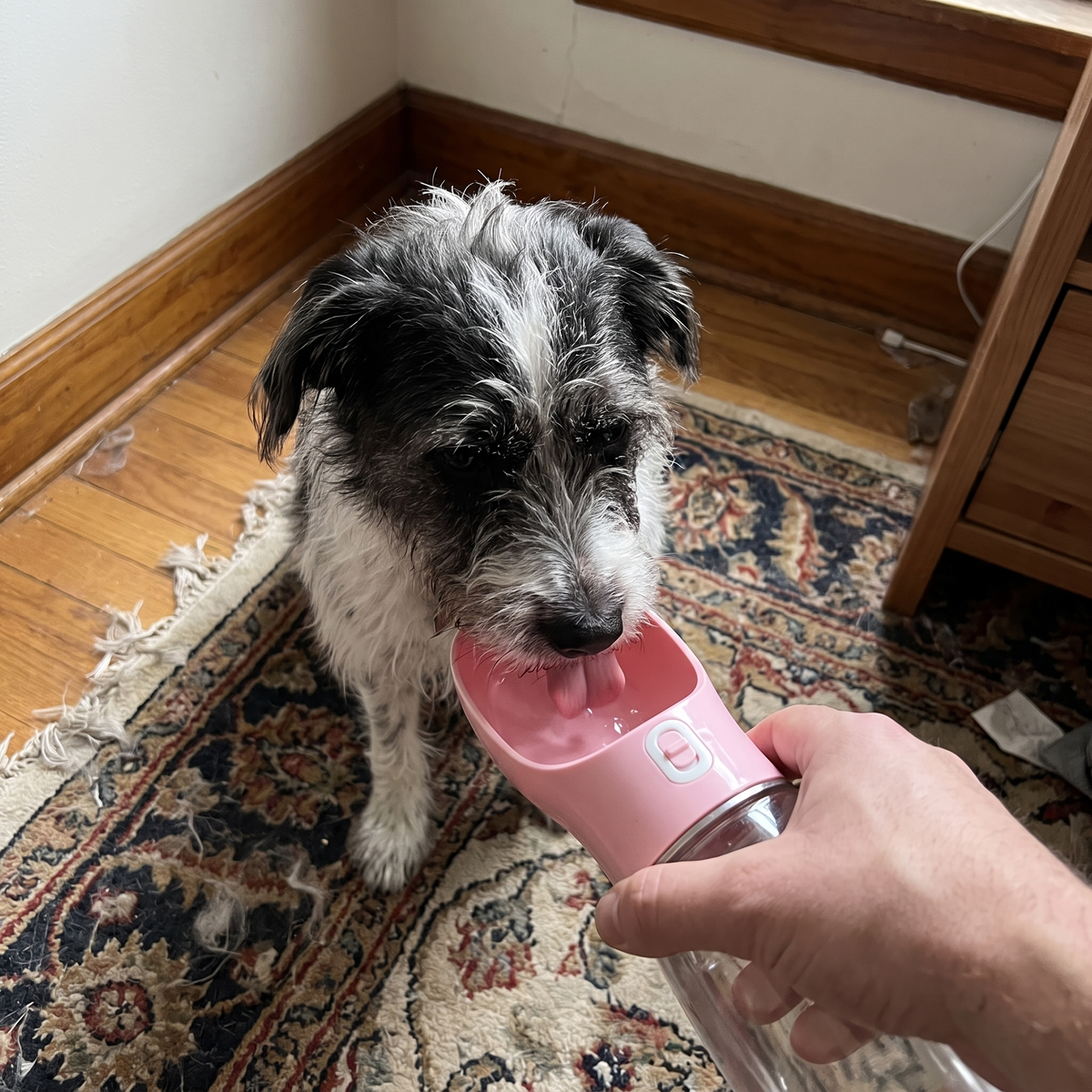 Terrier mix drinking from the portable travel water bottle on a bedroom rug - lifestyle v2