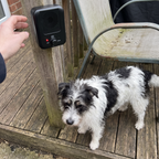 Terrier mix beside the outdoor ultrasonic bark deterrent on a patio deck - lifestyle v2