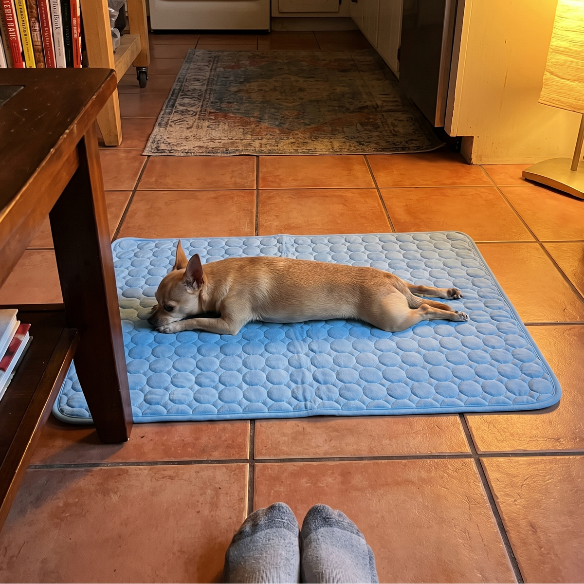 Chihuahua stretched out on the cooling mat on a kitchen floor - lifestyle v2