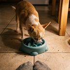 Chihuahua eating from the slow feeder maze bowl on a kitchen floor - lifestyle v2