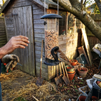 Sparrow feeding at the hanging seed feeder by a garden shed - lifestyle v2