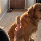 Hand holds up the fur-covered reusable pet hair remover beside a seated golden retriever.