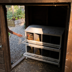 Speckled hen settling into the wooden nesting box inside a coop - lifestyle v2