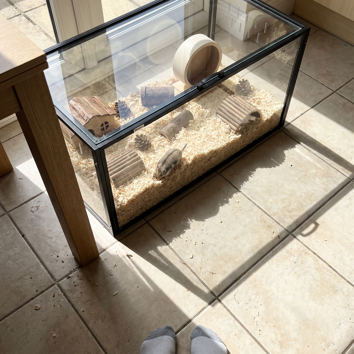Dwarf hamster burrowing in the acrylic cage on a kitchen floor - lifestyle v2