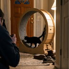 Black cat running in the wooden exercise wheel in a hallway - lifestyle v2