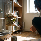 Budgie resting in the woven straw nest hut inside its cage - lifestyle v2