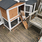 Lop-eared rabbit on the hutch ramp on a patio deck - lifestyle v2