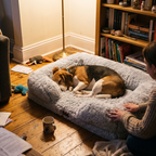 Beagle asleep in the plush winter pet bed in an apartment living room - lifestyle v2