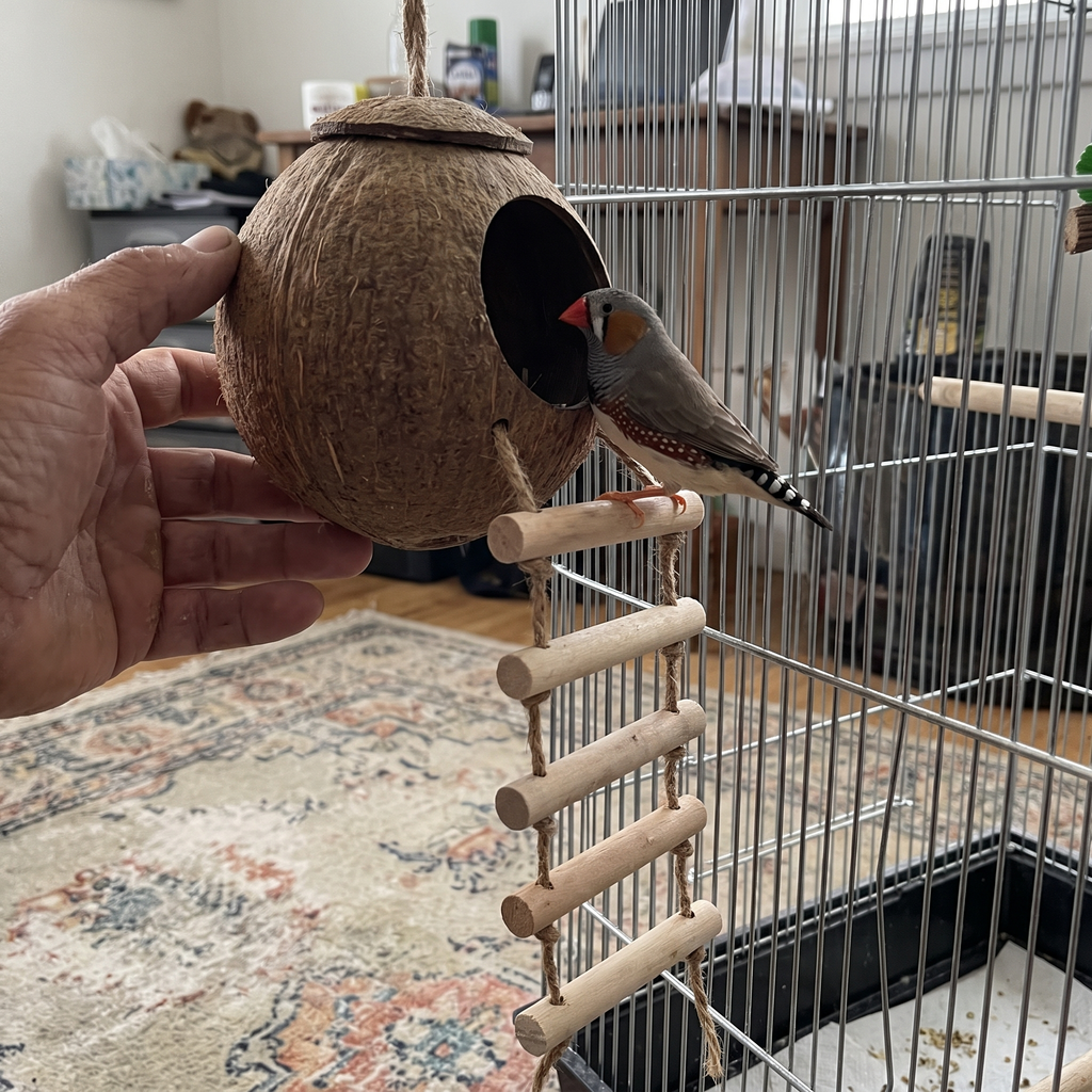 Zebra finch at the coconut nest hut in a bedroom birdcage - lifestyle v2