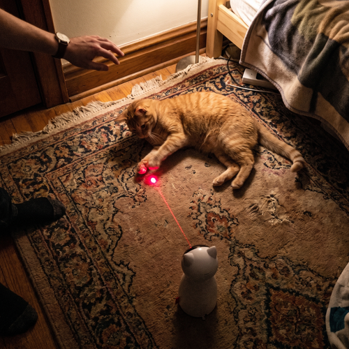 Ginger tabby lies on a bedroom rug beside the automatic laser cat toy's red dot.