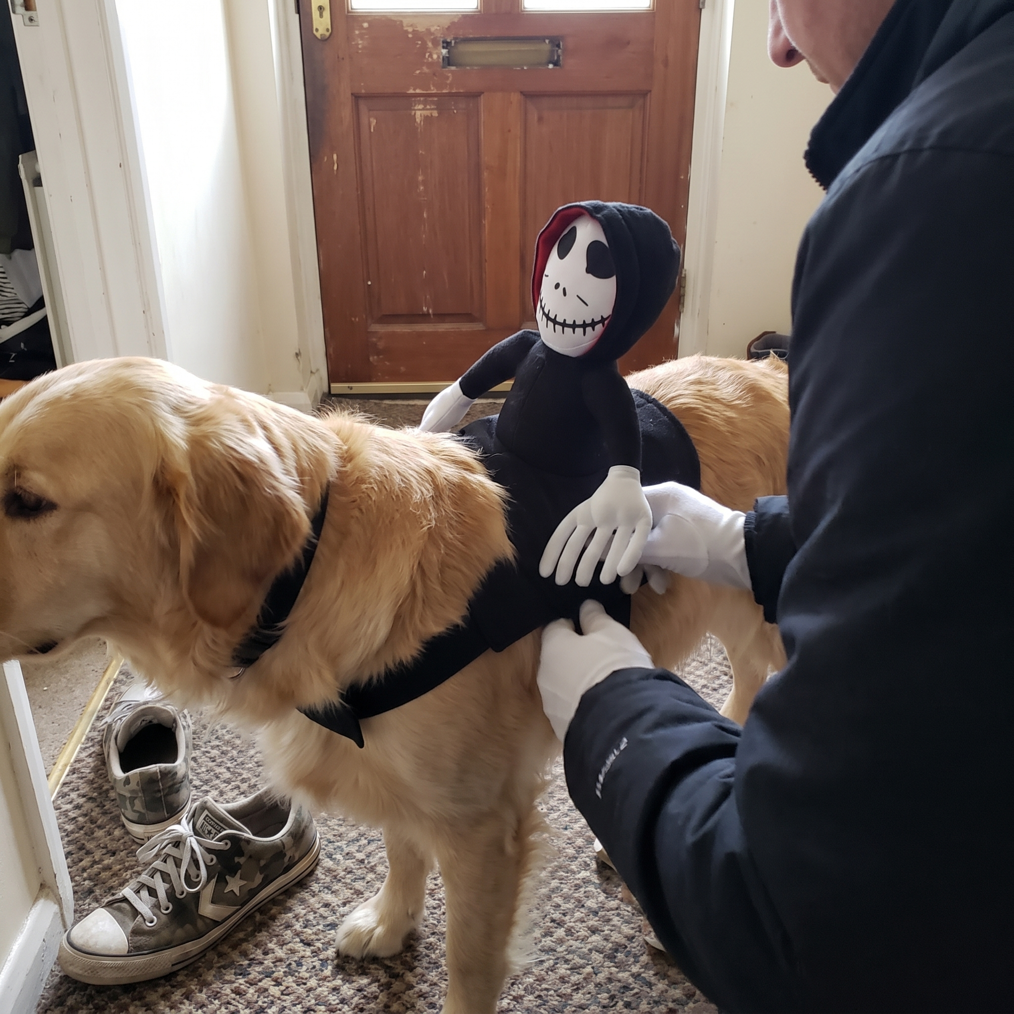 Golden retriever wears the ride-on skeleton Halloween costume as a person adjusts it in a doorway.