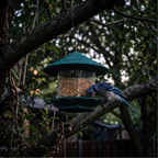 Blue jay at the clear gravity seed feeder under a tree - lifestyle v2