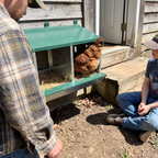 Brown hen settling into the metal nesting box by a back door - lifestyle v2
