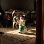 Terrier mix playing with the automatic dog ball launcher indoors - lifestyle v2