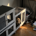 Rabbit sitting in the indoor wooden hutch in a home office corner - lifestyle v2