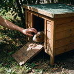 Guinea pig in the doorway of the wooden outdoor rabbit hutch under dappled shade - lifestyle v2