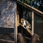 Rabbit on the ramp of the two-tier outdoor hutch under a tree - lifestyle v2