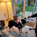 Border collie wearing the mesh basketball jersey in a sunroom - lifestyle v2
