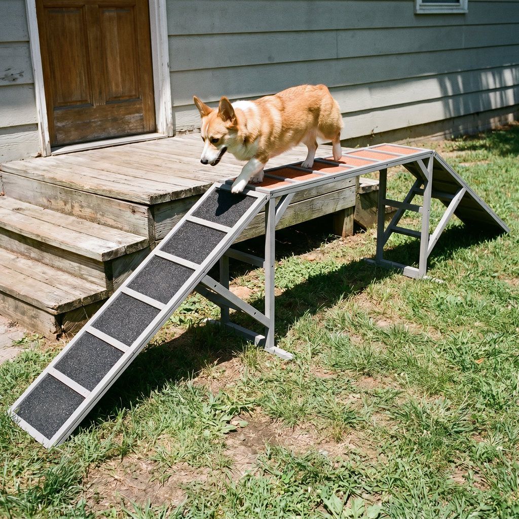 Corgi walking up the agility ramp in a sunny backyard - lifestyle v2
