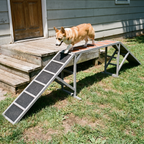 Corgi walking up the agility ramp in a sunny backyard - lifestyle v2