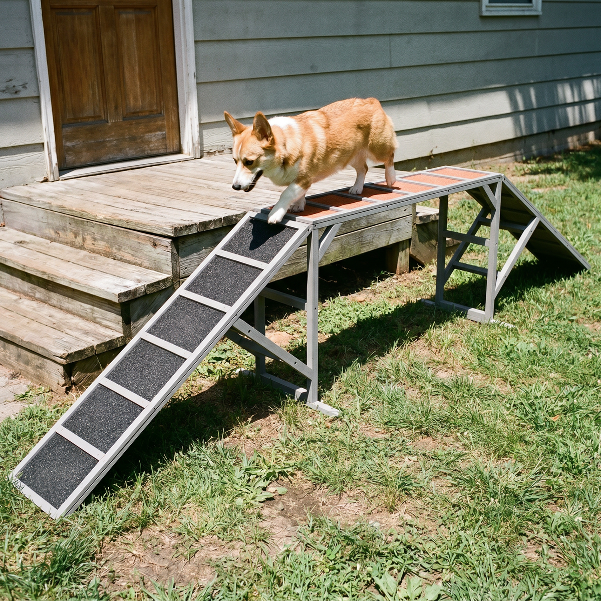 Corgi walking up the agility ramp in a sunny backyard - lifestyle v2