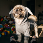 Shih tzu wearing the casual dog shirt in a child's bedroom - lifestyle v2