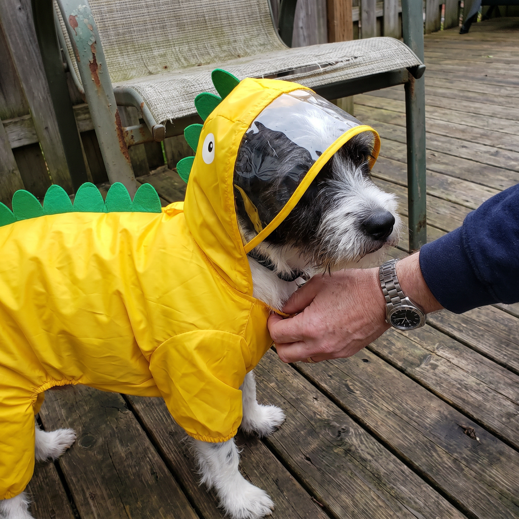 Terrier mix wearing the hooded dinosaur raincoat on a patio deck - lifestyle v2