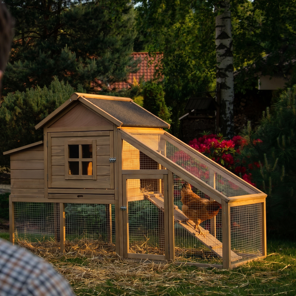 Brown hen walking down the ramp of the wooden chicken coop in a backyard run - lifestyle v2