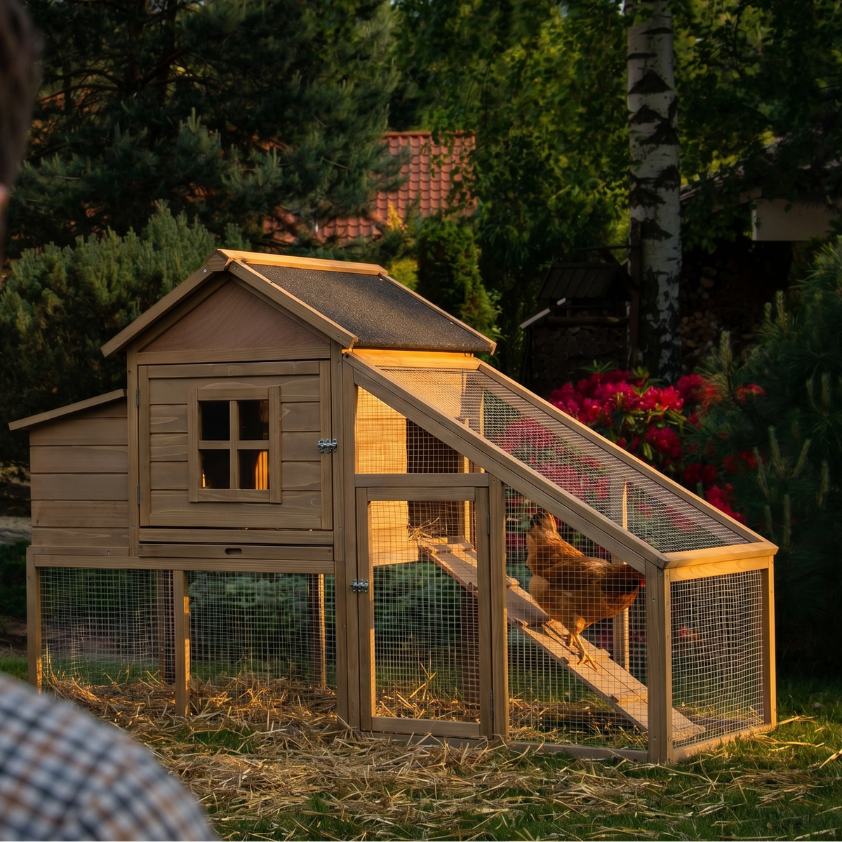 Brown hen walking down the ramp of the wooden chicken coop in a backyard run - lifestyle v2