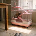 Rabbit on the ramp of the pink multi-level cage in a kitchen - lifestyle v2
