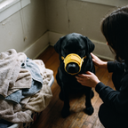 Black labrador wearing the adjustable mesh muzzle at home - lifestyle v2