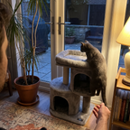 Cat climbing the compact cat tree in a sunroom - lifestyle v2