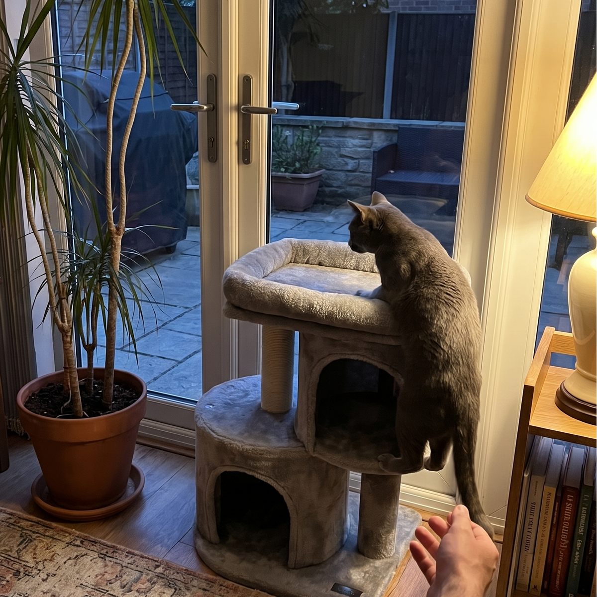 Cat climbing the compact cat tree in a sunroom - lifestyle v2