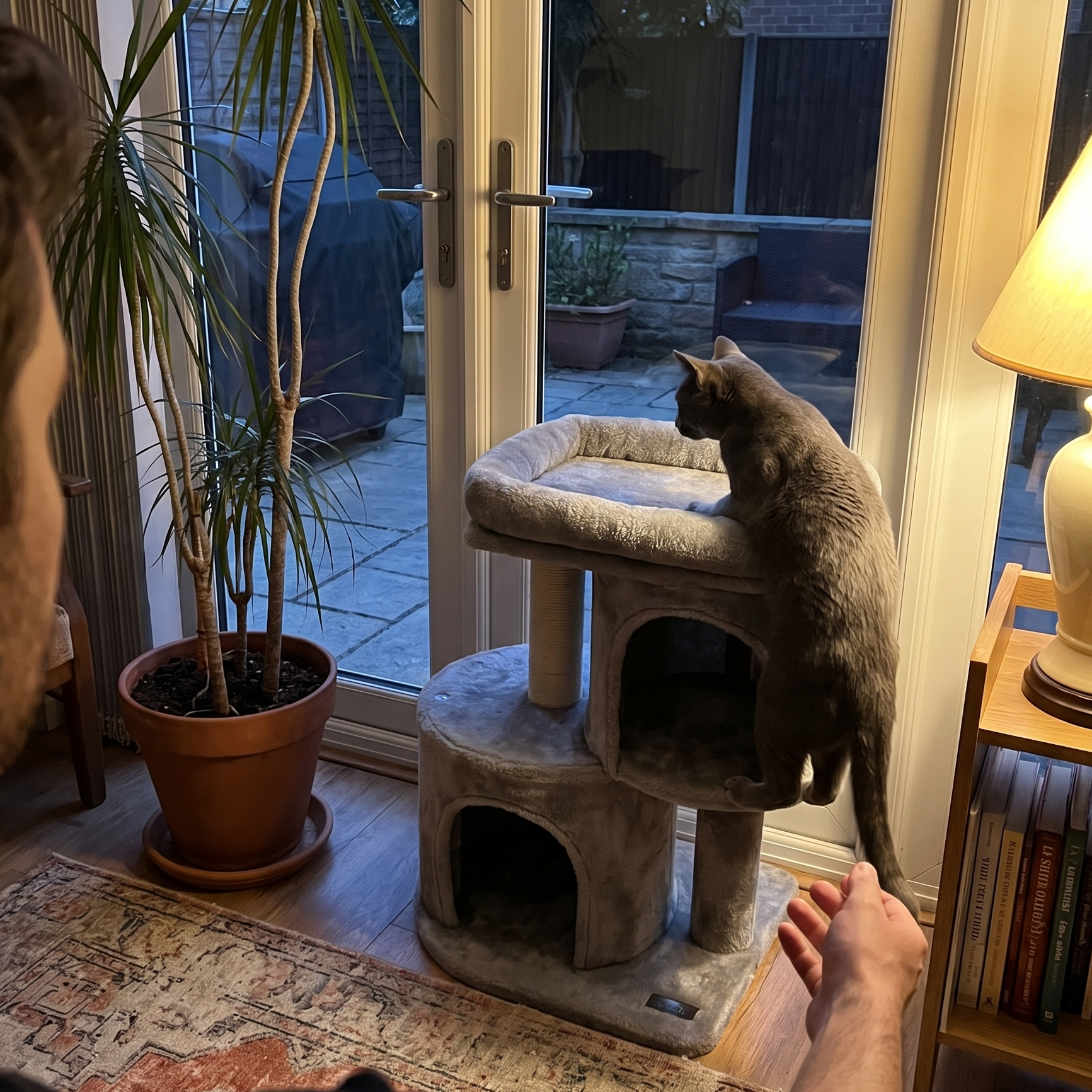 Cat climbing the compact cat tree in a sunroom - lifestyle v2