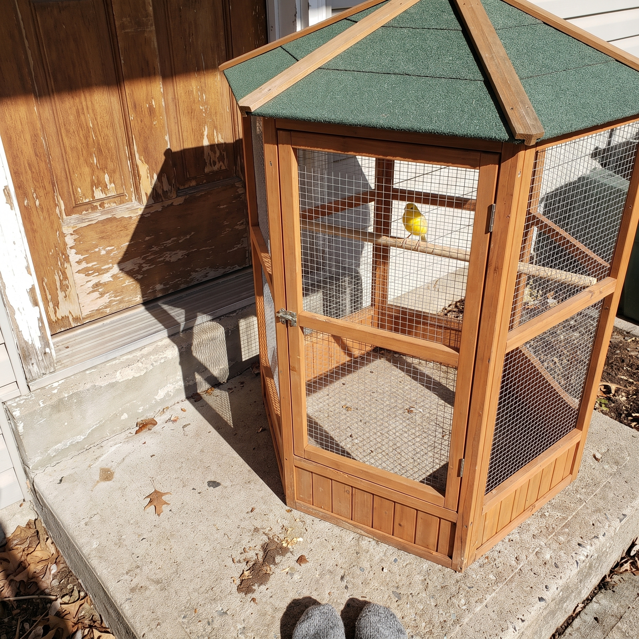 Canary perched inside the hexagonal wooden flight aviary on a porch step - lifestyle v2