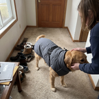 Golden retriever wearing the padded winter vest in a hallway - lifestyle v2