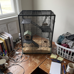 Dwarf hamster on the wheel in the 4-tier glass-base cage in a home office corner - lifestyle v2
