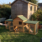Guinea pig in the run of the XL two-story wooden hutch in a backyard - lifestyle v2