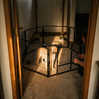 Golden retriever inside the metal dog playpen at home - lifestyle v2