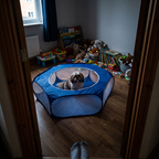 Shih tzu inside the foldable pet playpen in a child's bedroom - lifestyle v2