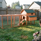 Hen stepping out of the XL wooden coop on a backyard lawn - lifestyle v2