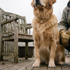Golden retriever wearing the gold Cuban-link chain collar on a patio - lifestyle v2