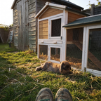 Lop-eared rabbit lies on the backyard grass outside the wooden outdoor hutch and run.