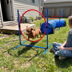 Dachshund leaping through the jump ring of the backyard dog agility course set - lifestyle v2
