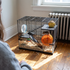 Dwarf hamster on the wheel inside the glass-base cage at home - lifestyle v2
