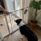 Dog waiting behind the tall walk-through pet safety gate - lifestyle v2