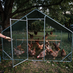 Hens inside the walk-in metal chicken coop run in a backyard - lifestyle v2